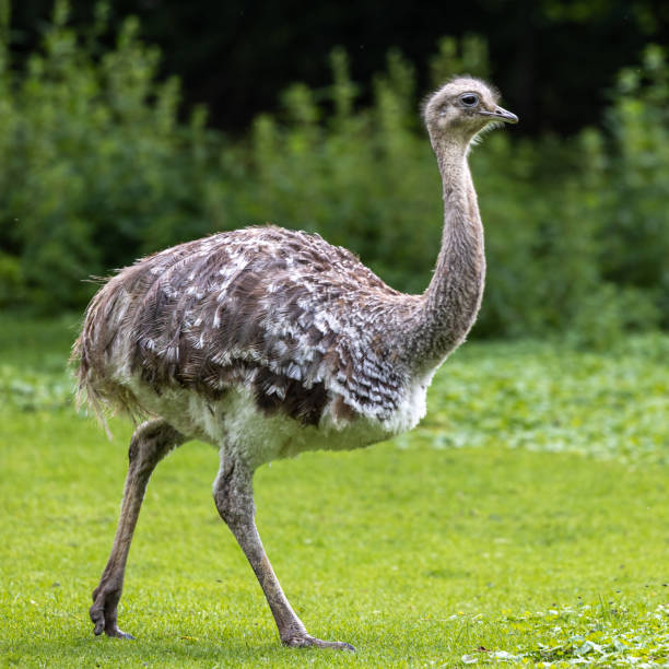istock Darwin's rhea, Rhea pennata also known as the lesser rhea. 1337393486