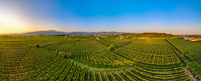 Vineyards in Valpolicella