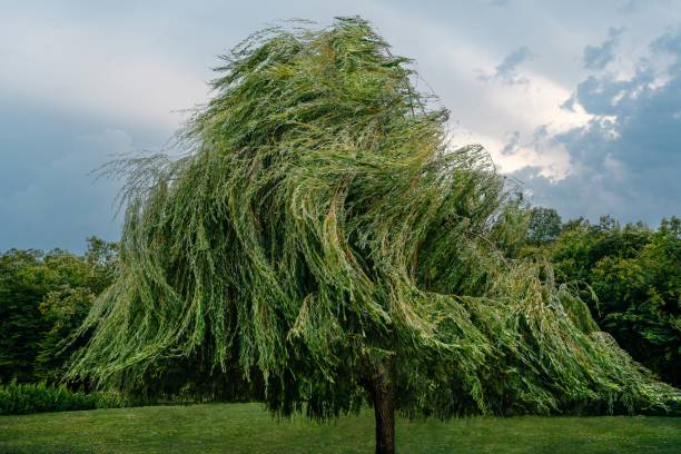 istock Low Angle View Of Willow Tree On Field In Storm And Wind Against Sky 1337394401