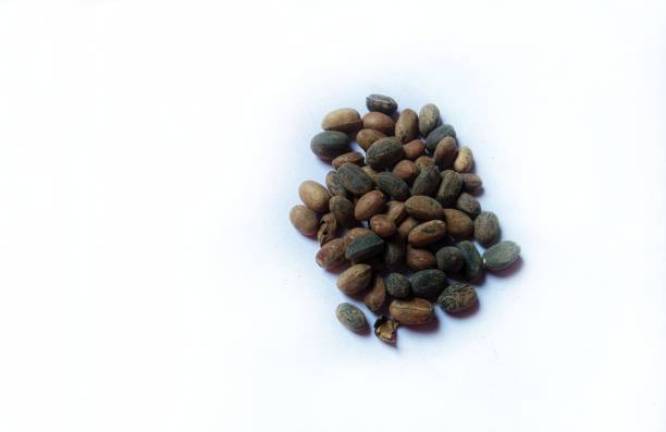Jayapala- Croton tiglio seed is mentioned in Ayurveda for treating alopecia, erectile dysfunction, ascites, severe constipation and inducing purging, thus the name, purging croton.Ayurvedic  Medicine