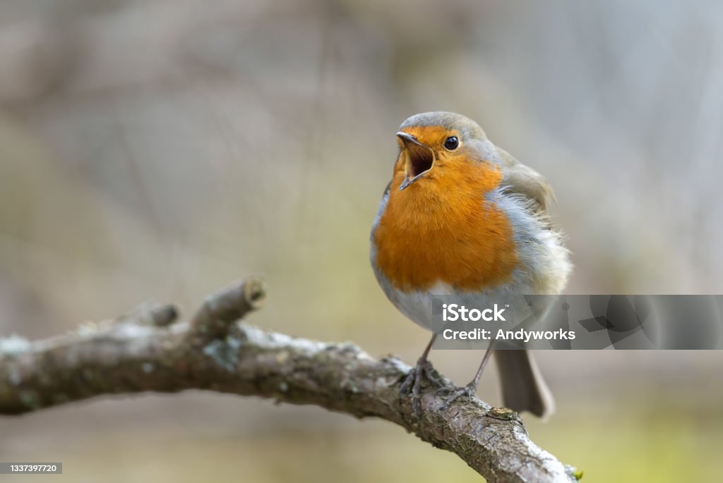 European robin Singing european robin (Erithacus rubecula), the national bird of Great Britain. Bird Stock Photo