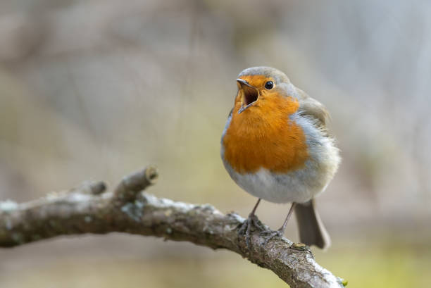European robin Singing european robin (Erithacus rubecula), the national bird of Great Britain. animal call photos stock pictures, royalty-free photos & images