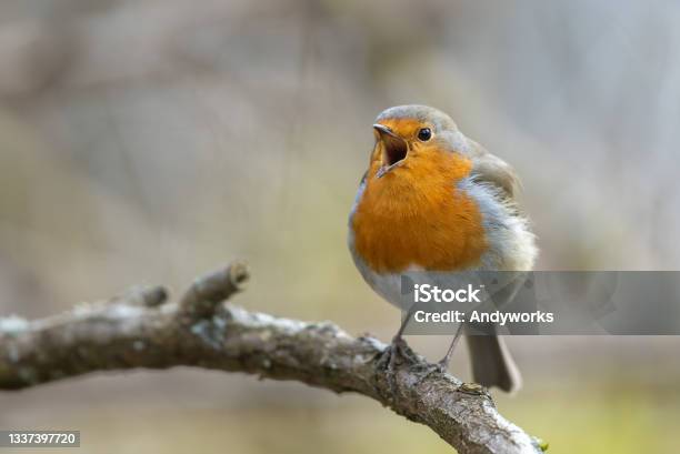 European Robin Stock Photo - Download Image Now - Bird, Singing, Songbird