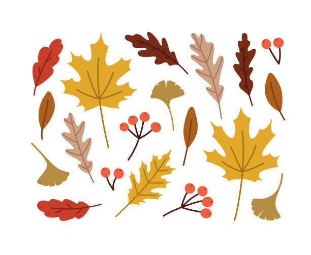 ilustraciones, imágenes clip art, dibujos animados e iconos de stock de juego de hojas de otoño dibujadas a mano. - fall leaves