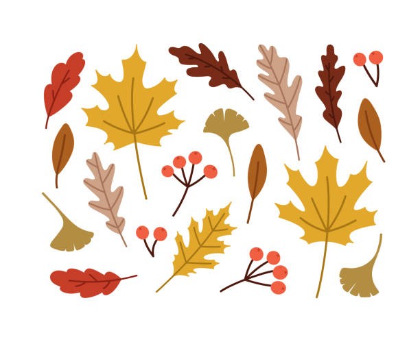 illustrations, cliparts, dessins animés et icônes de ensemble de feuilles d’automne dessinées à la main. - oak leaf leaf maple leaf autumn