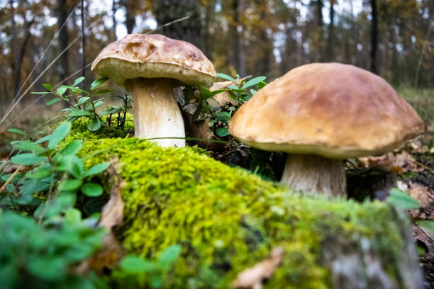 Beautiful porcino mushrooms has grown among green moss and blueberry bushes against the backdrop of an autumn forest. Beautiful porcino mushrooms has grown among green moss and blueberry bushes against the backdrop of an autumn forest. Fall gifts of nature. Close-up. Boletus edulis landscape. Cepe stock pictures, royalty-free photos & images