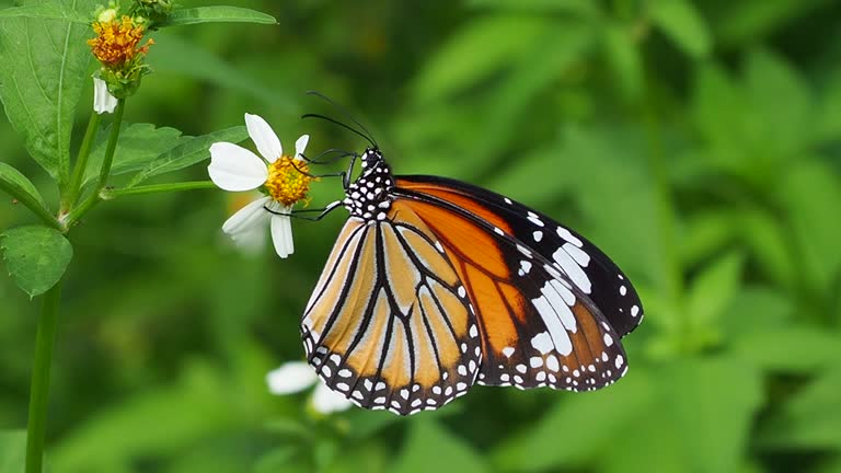 Monarch Butterfly