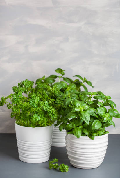 istock fresh basil and parsley herb in flowerpot 1337403474