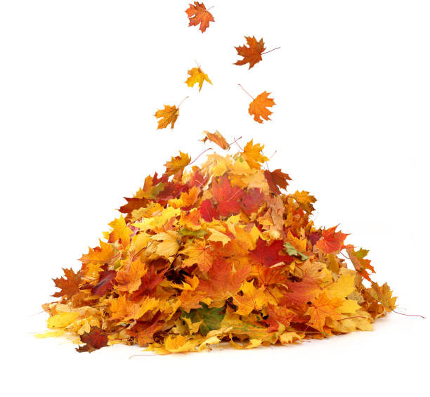 istock Pile of autumn maple colored leaves isolated on white background. 1337404800