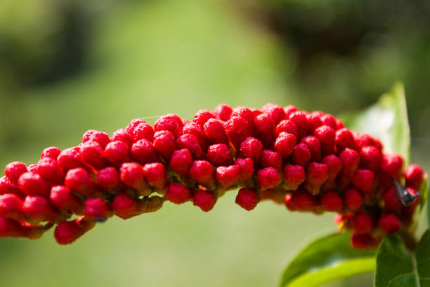 bokeh,closeup view of combretum rotundifolium or monkey brush vine buds at  lalbagh botanical garden,bengaluru,india. red bright berry like flowers. - lalbagh imagens e fotografias de stock