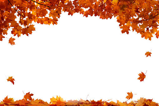 Autumn colored falling maple leaves isolated on white background