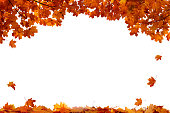 Autumn colored falling maple leaves isolated on white background