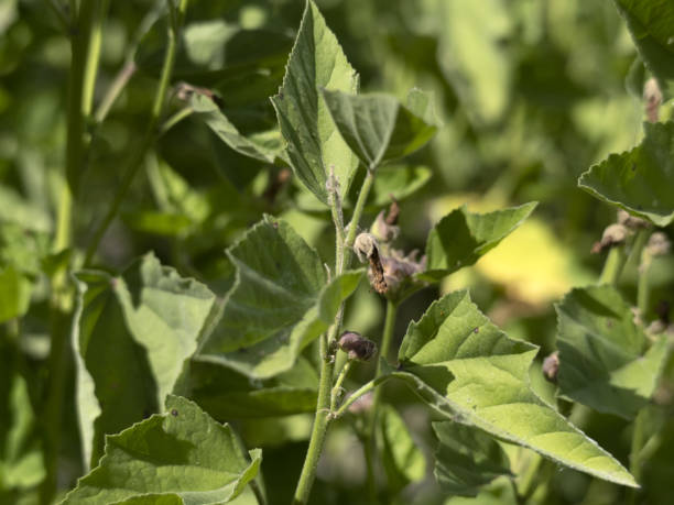 istock marshmallow althea plant flower close up 1337405684