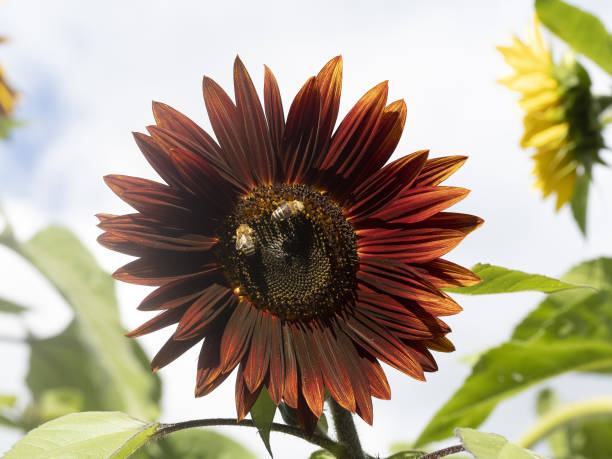 bee on sunflower close up detail