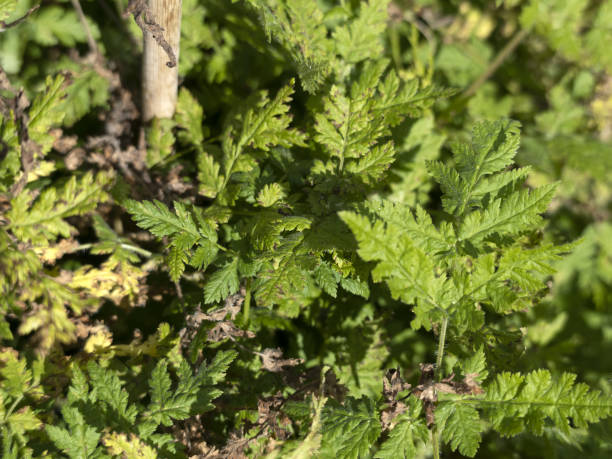 istock myrrhis odorata plant flower close up 1337406291
