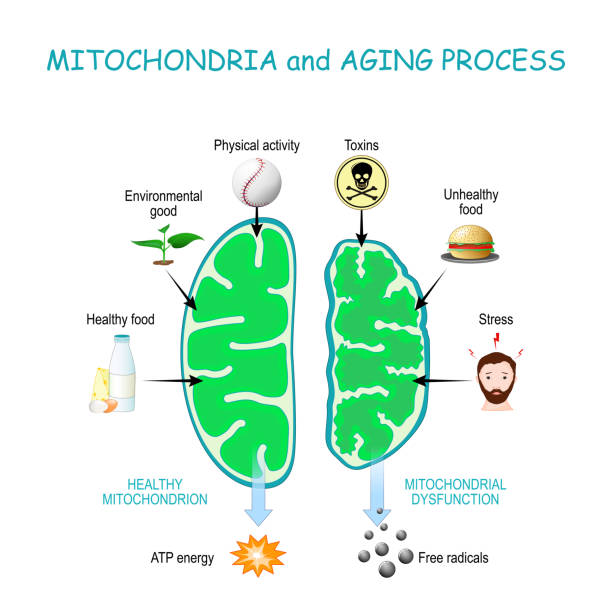 Mitochondria and aging process. vector art illustration