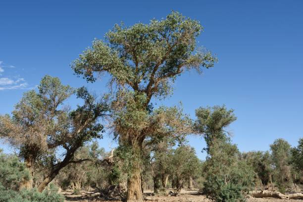 istock The world's only desert Populus euphratica forest park 1337408663