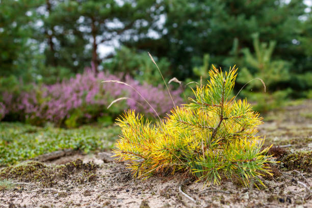 istock young spruce and clump of heather 1337409077