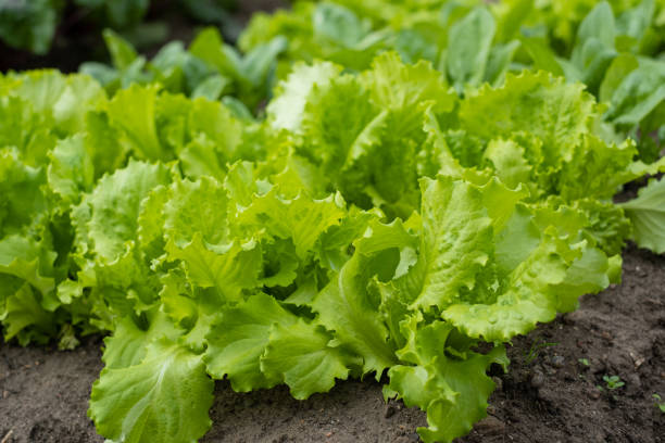 istock Green lettuce leaves on garden beds 1337409226