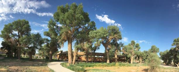 istock The world's only desert Populus euphratica forest park 1337410348