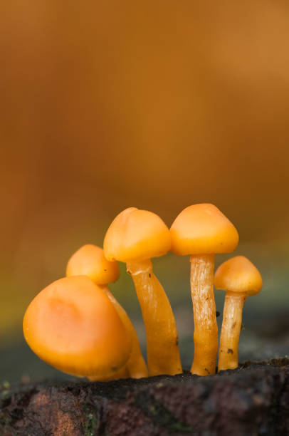 istock Mushrooms in autumn 1337410617