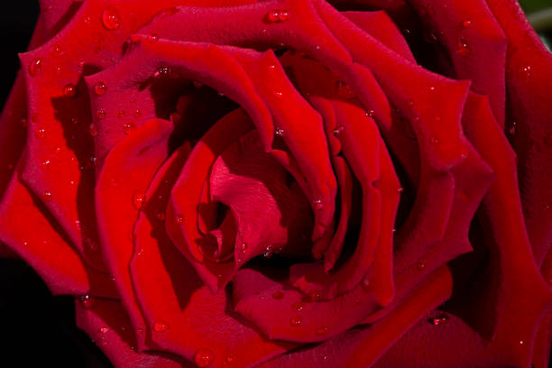 istock fresh dark red roses close up texture background 1337410781