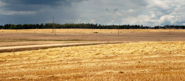 7 월에 비가 오기 전에 폭풍우가 몰아치는 하늘에 대해 수확 한 밀밭. - storm corn rain field 뉴스 사진 이미지