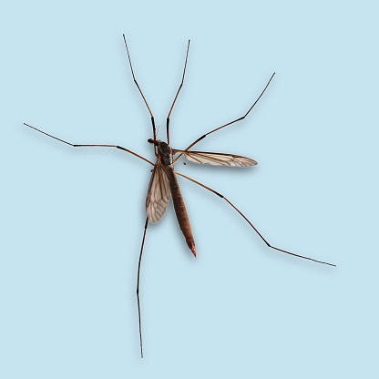 A close up of a Crane fly. The insect is cut out on a pale blue background. Drop shadow added.