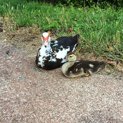 A Muscovy duck and her duckling

A Muscovy duck  and her duckling sitting on a the side of a path. The path is gravel. Next to the path is grass.