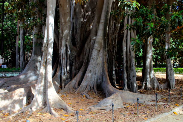 istock Palermo, Garibaldi Public Garden in Pizza Marina 1337412151