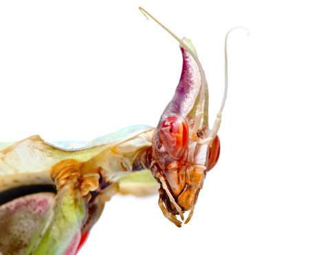 Devil’s Flower Mantis, Giant Devil’s Flower Mantis, Idolomantis Diabolica (female imago)
