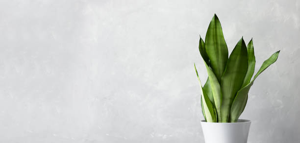 Sansevieria plant in a modern white pot on a gray concrete background. Houseplants in a modern interior Sansevieria plant in a modern white pot on a gray concrete background. Home plant Sansevieria trifa. The concept of minimalism. Houseplants in a modern interior. Banner sanseveria trifasciata photos stock pictures, royalty-free photos & images