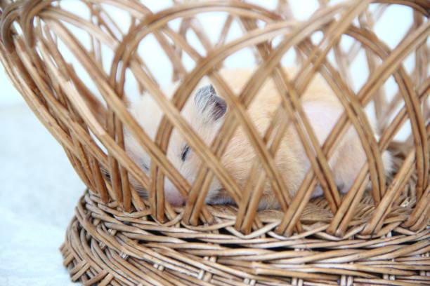 istock Syrian hamster sleeping in a wicker basket, close-up 1337414597