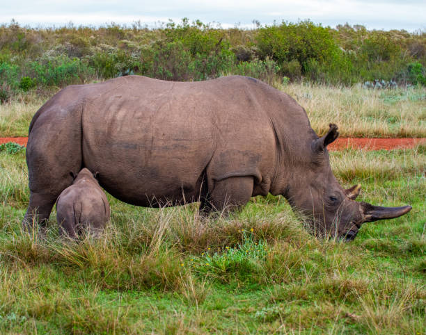 istock tiny white rhino calf feeds from mother 1337414666