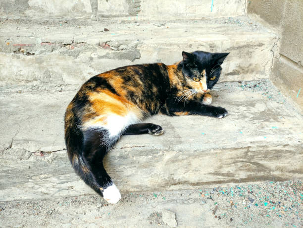istock Tortoiseshell cat lies on the steps 1337414746