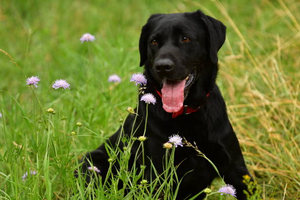 istock Beautiful black labrador dog. 1337415043