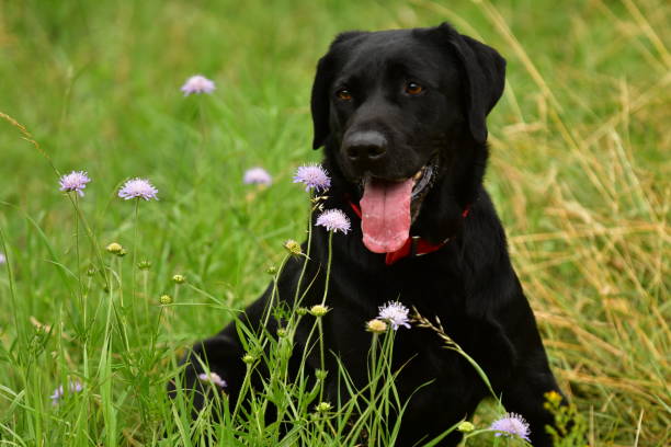 istock Beautiful black labrador dog. 1337415057