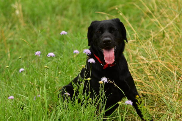 istock Beautiful black labrador dog. 1337415059