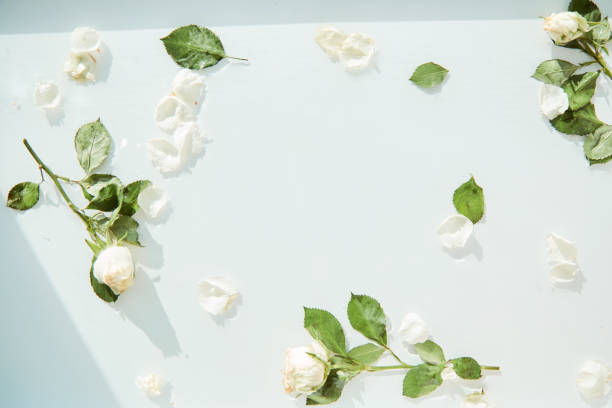 istock White roses on the water surface texture, white delicate background with white rose petals and leaves. Copy space 1337416222