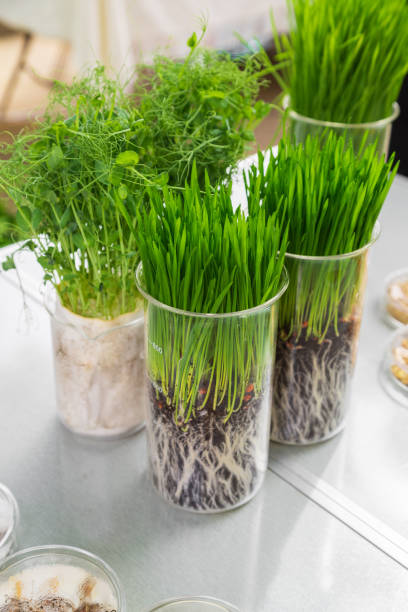 istock Germination and energy analysis of plants on table in laboratory 1337416525