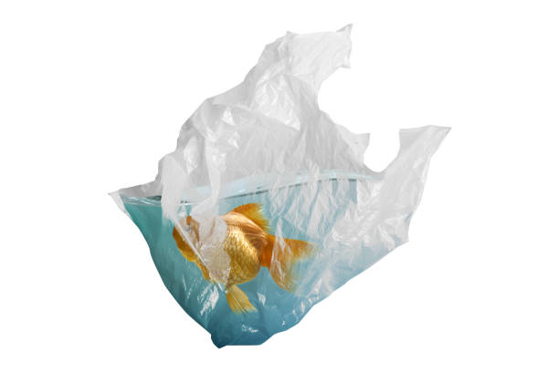 istock Goldfish trapped in plastic bag 1337416528