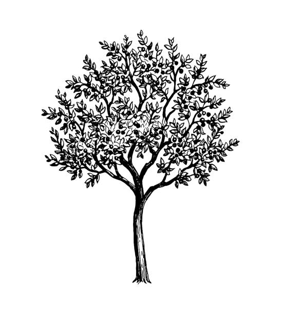 вишневое дерево со спелыми плодами. - fruit tree stock illustrations