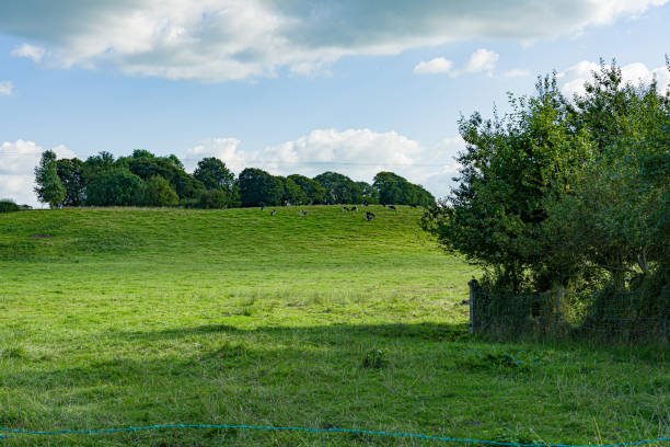 istock A field with cows on the hill 1337416802