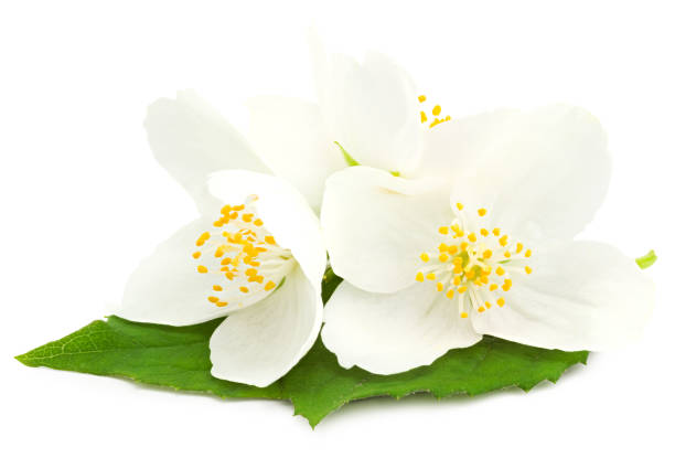 istock Jasmine flowers isolated on white background. clipping path 1337417973