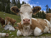 kuh-entspannen-in-den-dolomiten.jpg?b=1&s=170x170&k=20&c=YkaSGQwF9e9mcyOGBMBU5fTYWZqc2xdJGvQbErMkXPQ=