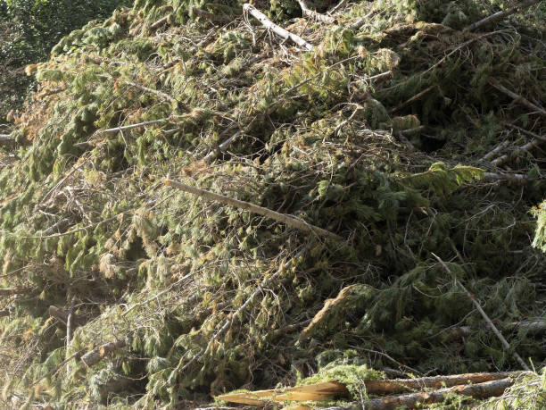 istock mountain pine essential oil factory distillery 1337421918