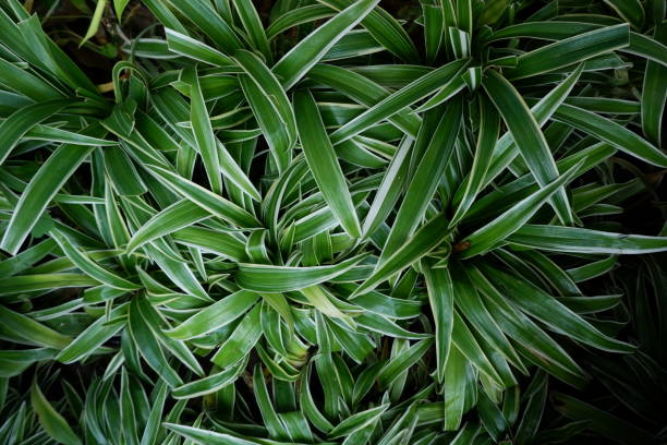 istock Lily Paris or spider plants 1337423243