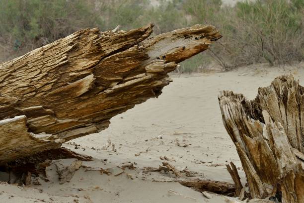 istock Taklimakan Desert-Dead Euphrates poplar trees 1337425971