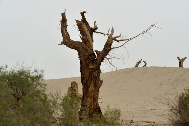 istock Taklimakan Desert-Dead Euphrates poplar trees 1337425976