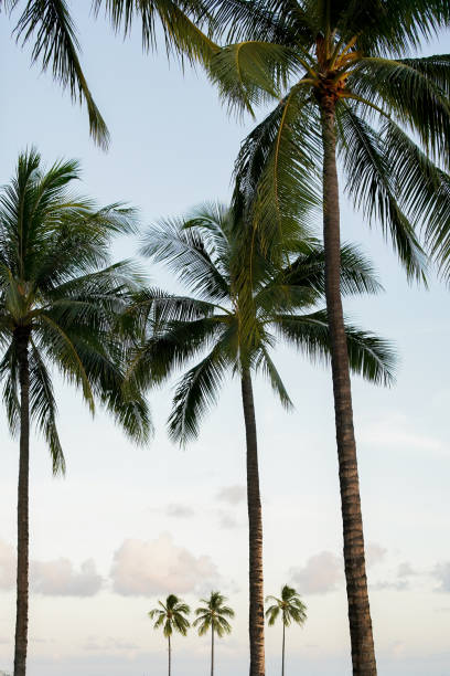 istock Isolated palm trees against sky 1337426683